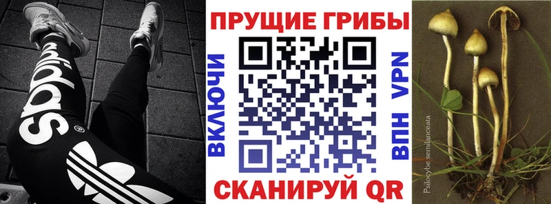 закладки  Новоуральск  Галлюциногенные грибы Magic Shrooms 