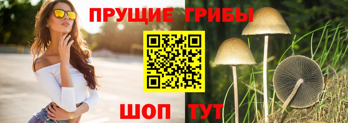 что такое наркотик  Новоуральск  Псилоцибиновые грибы Cubensis  Галлюциногенные грибы Cubensis 